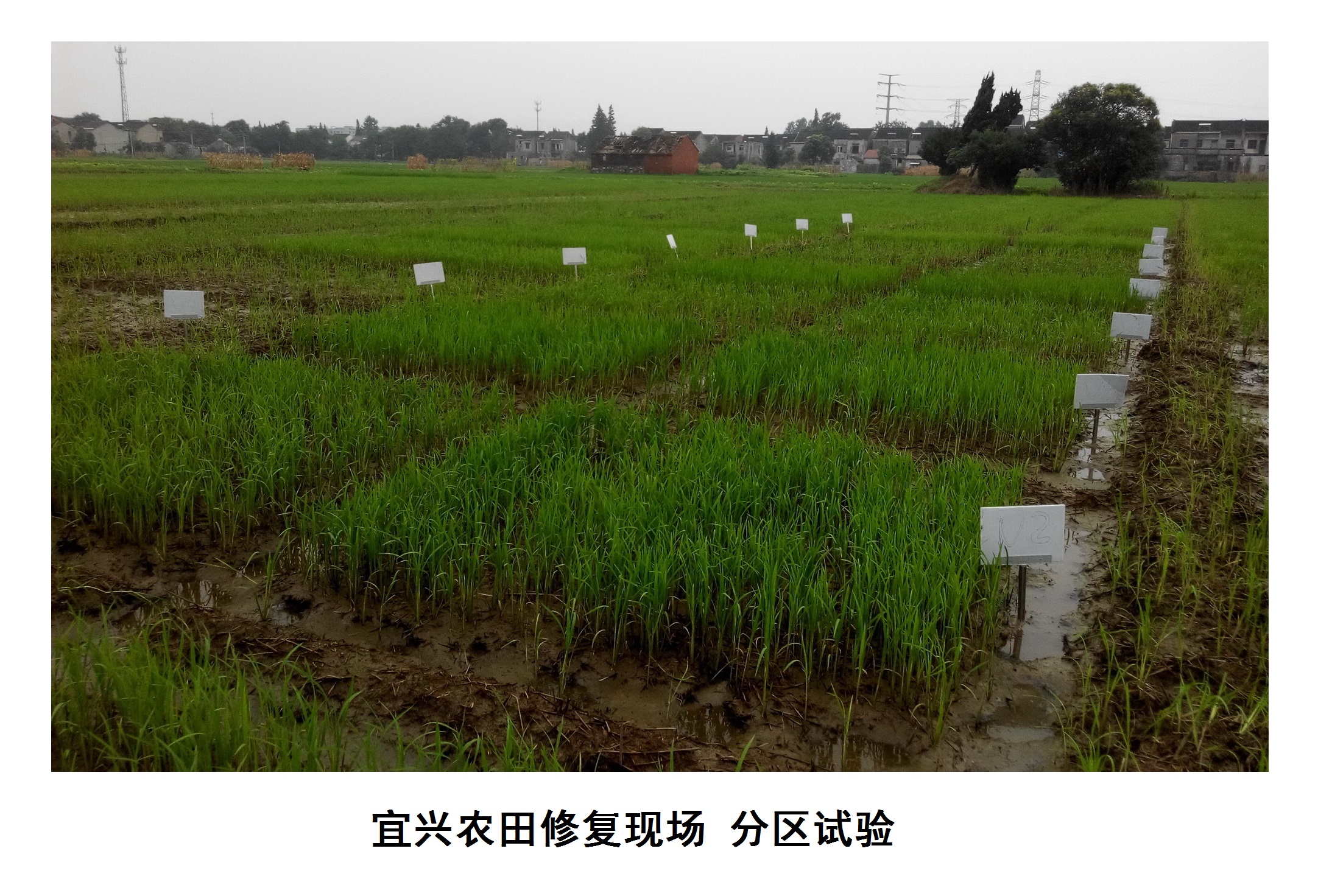 案例：宜兴农田修复现场的分区试验.jpg