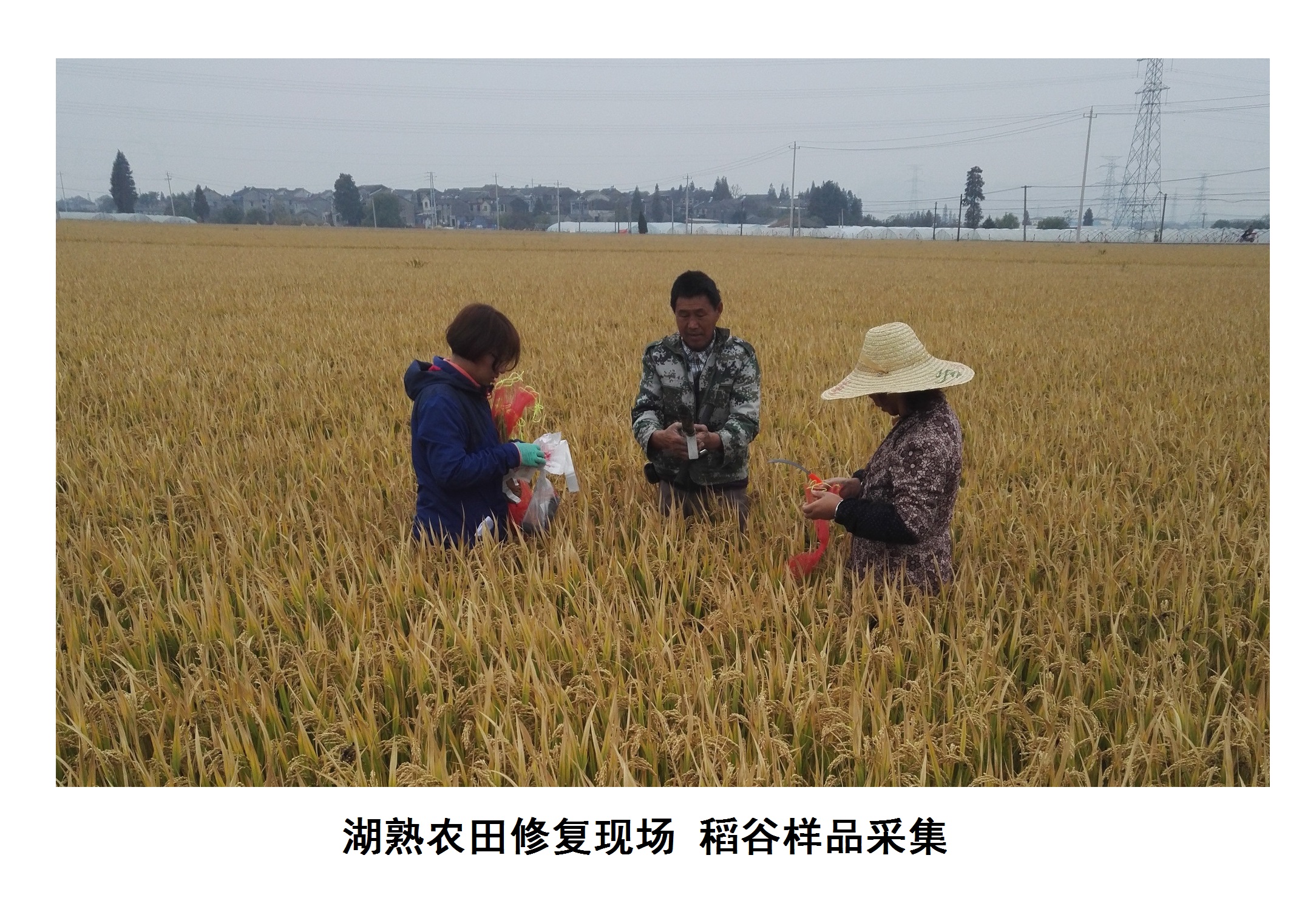 案例：稻谷样品采集 (2).jpg